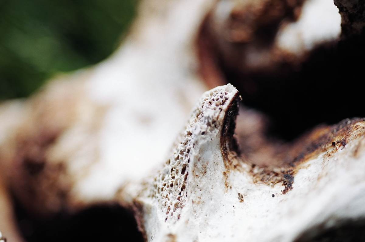 Cow vertebrae in a meadow.