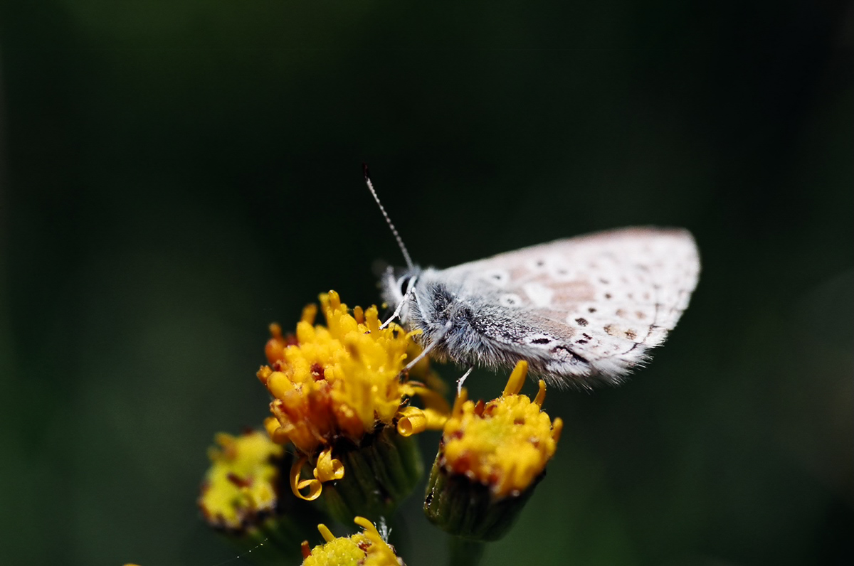 Small blue butterfly on a flower.