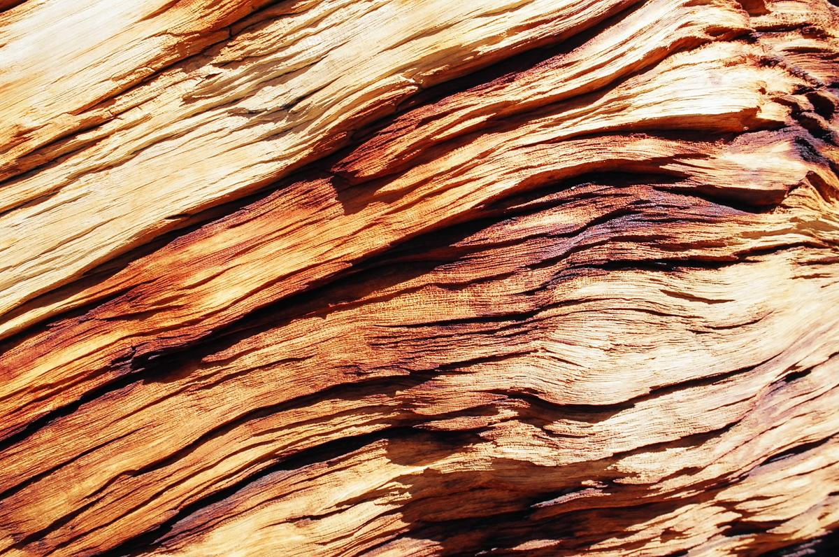 Texture exploration of a fallen tree.