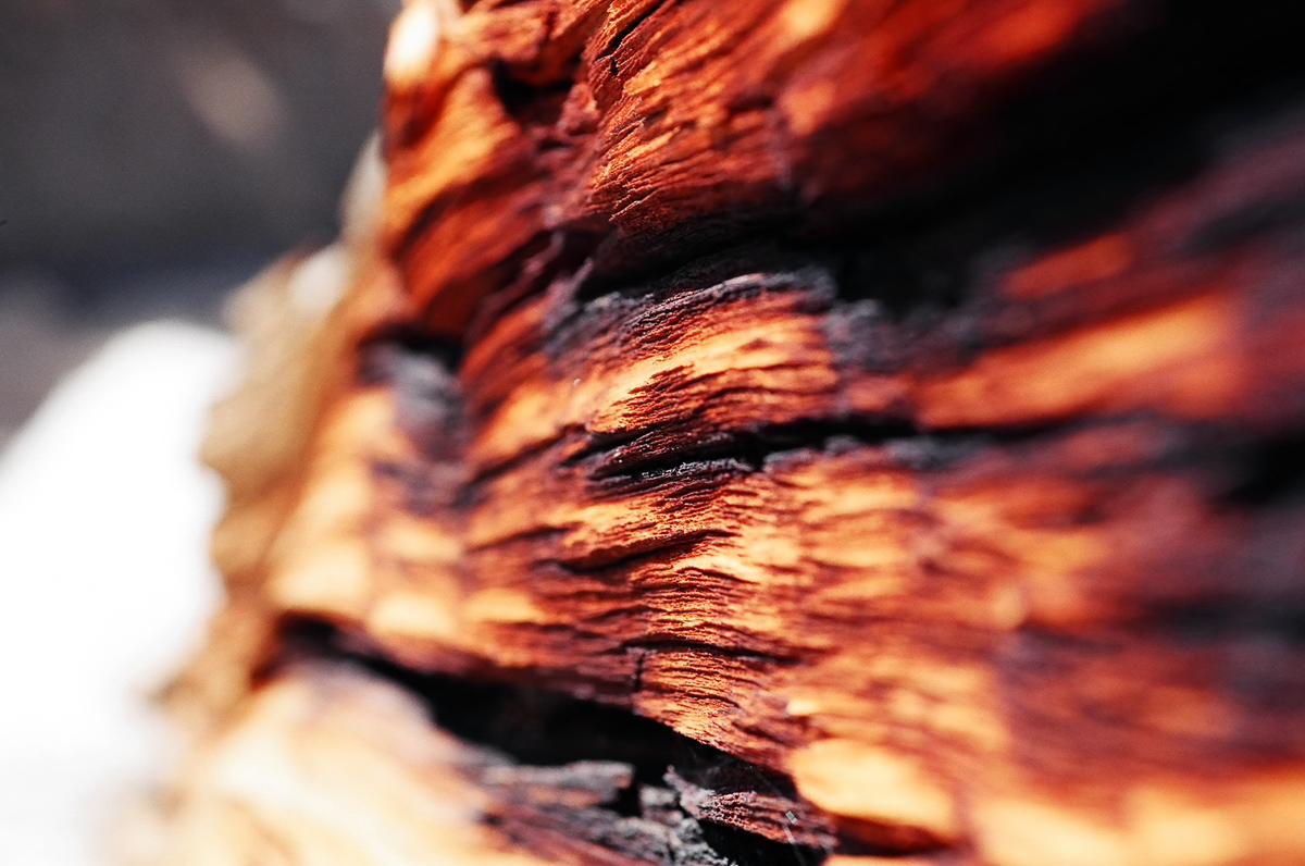 Texture exploration of a fallen tree.