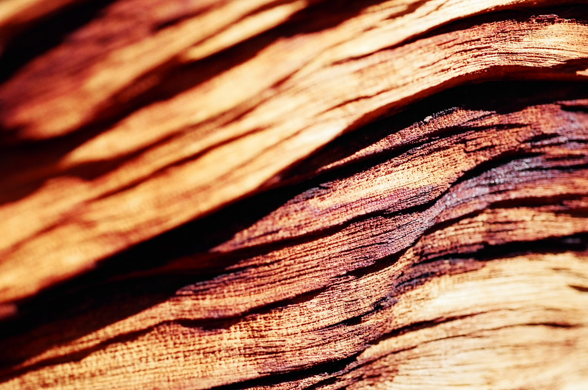 Texture exploration of a fallen tree.