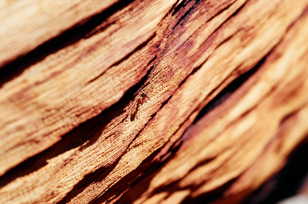 Texture exploration of a fallen tree.