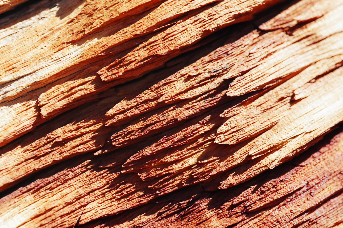 Texture exploration of a fallen tree.