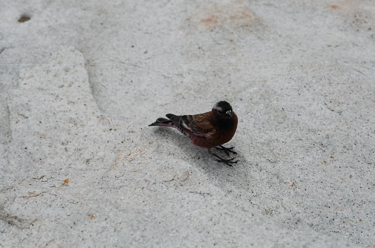 Small bird at the summit of Mt. Whitney.