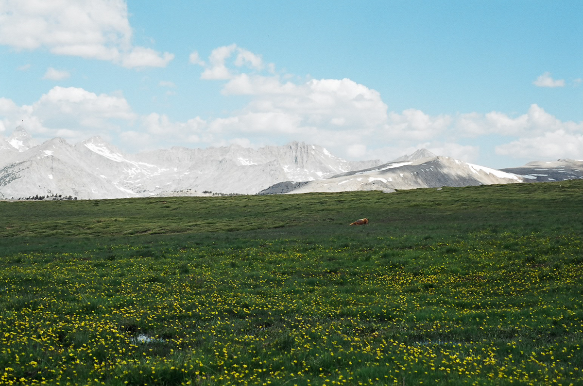 High Sierra meadow with a marmot.