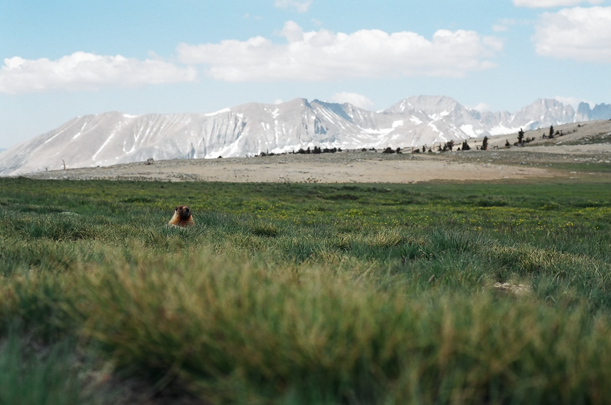 High Sierra meadow with a marmot.