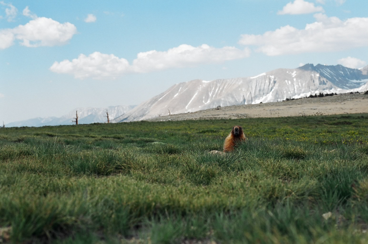 High Sierra meadow with a marmot.