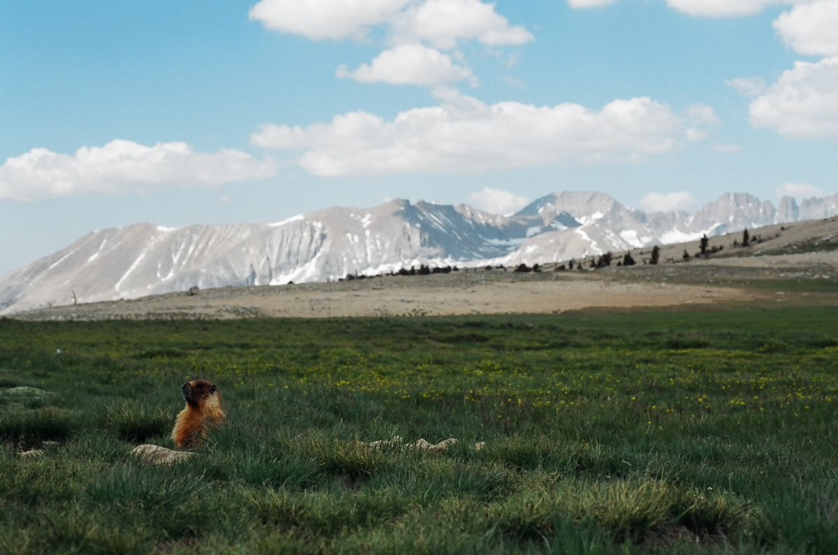 High Sierra meadow with a marmot.