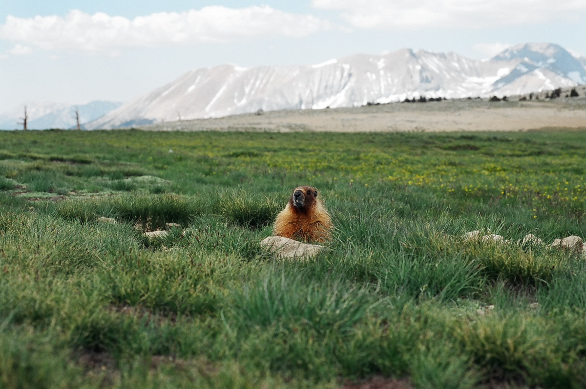 High Sierra meadow with a marmot.