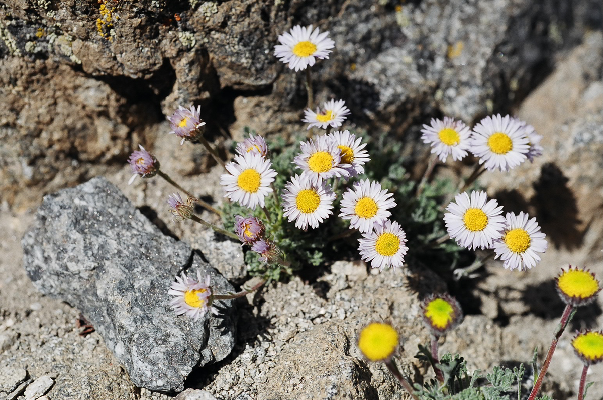 Flowers high in the Sierras.