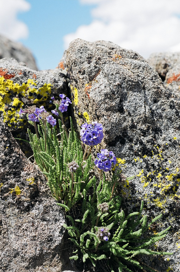Flowers high in the Sierras.