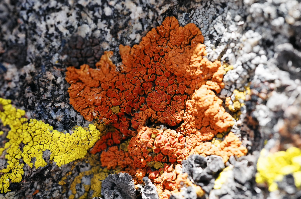 Granite rocks with colorful licen.