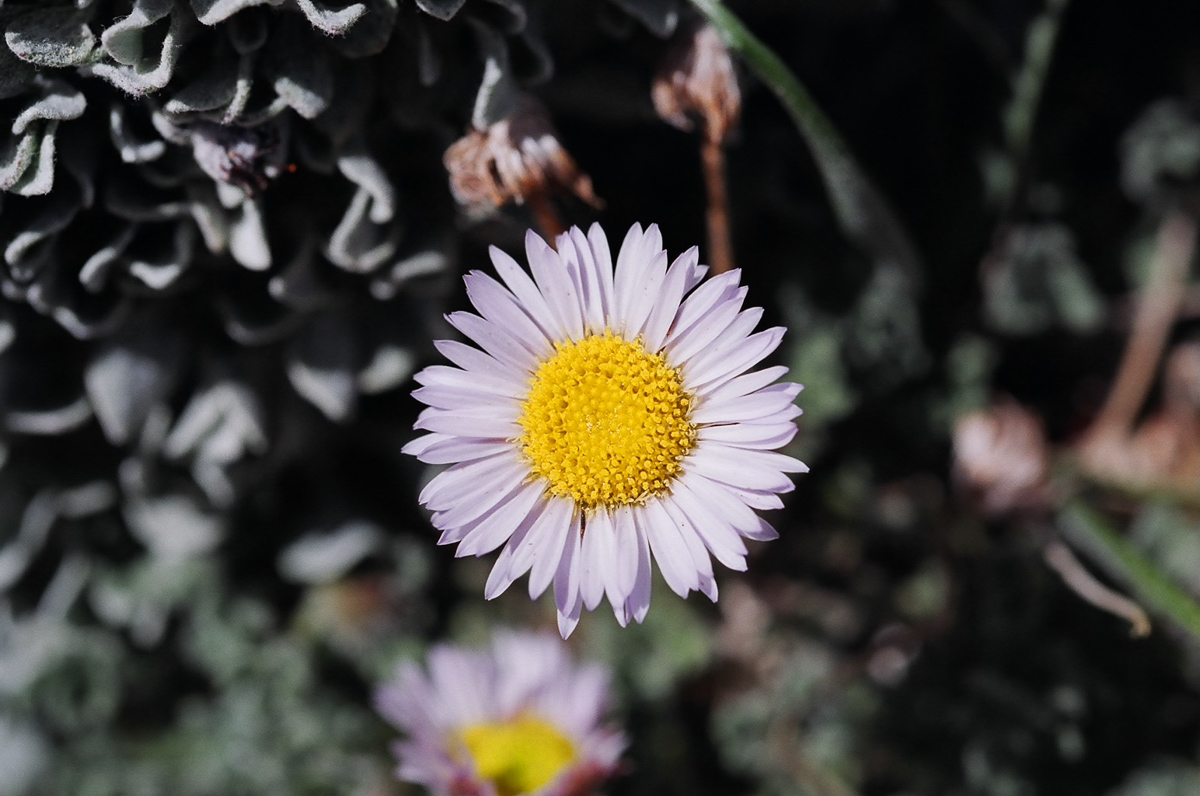Flowers high in the Sierras.