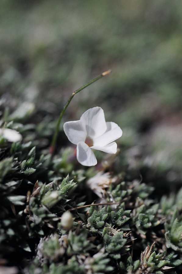 Landscapes in miniature.