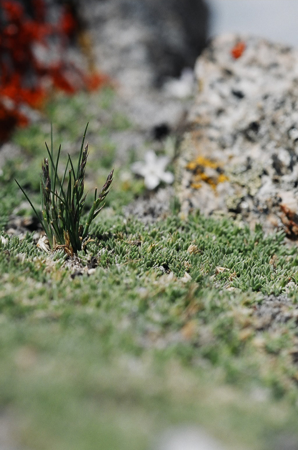 Landscapes in miniature.