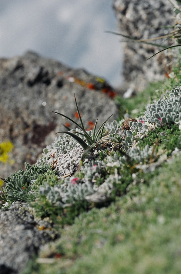 Landscapes in miniature.