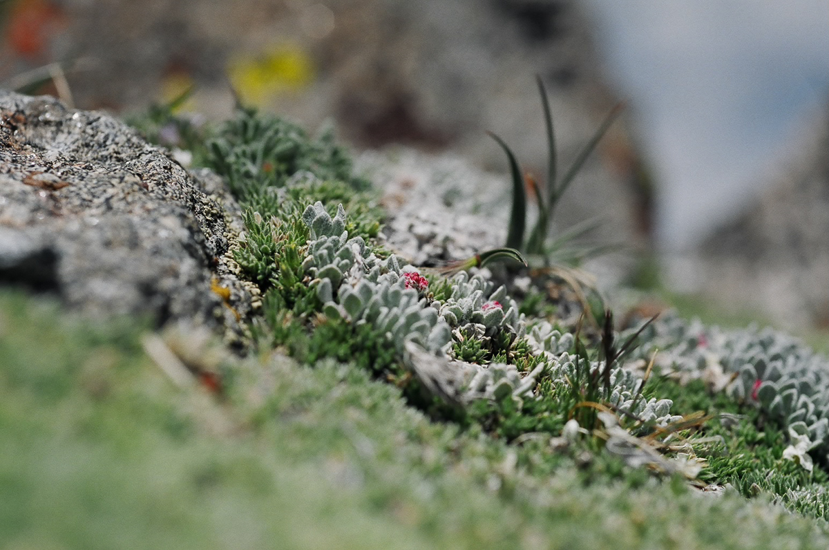 Landscapes in miniature.