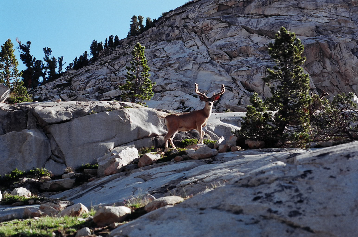 A deer high in the mountains.