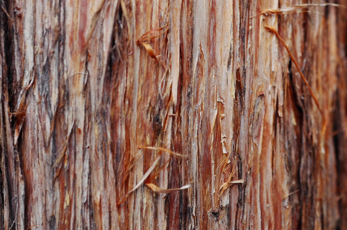 Tree bark.