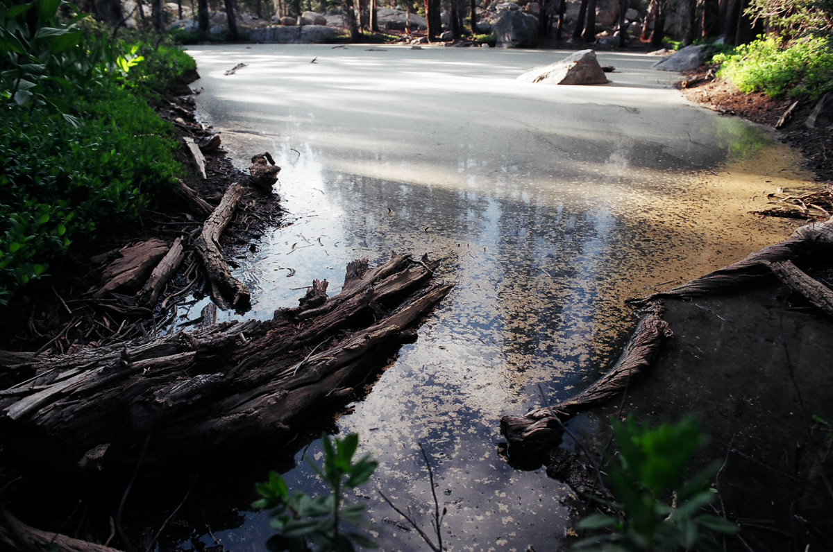 A pond with a thick layer of pollen.