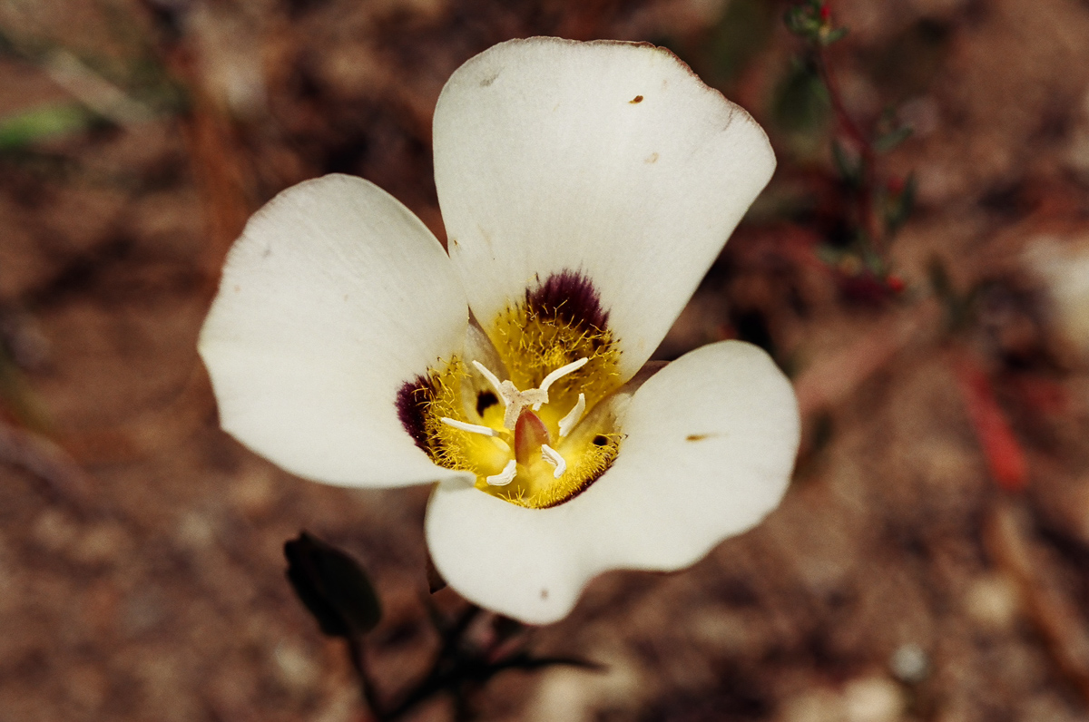 Flowers with the macro lens.