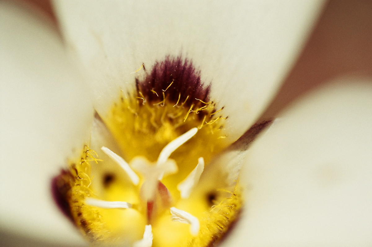 Flowers with the macro lens.