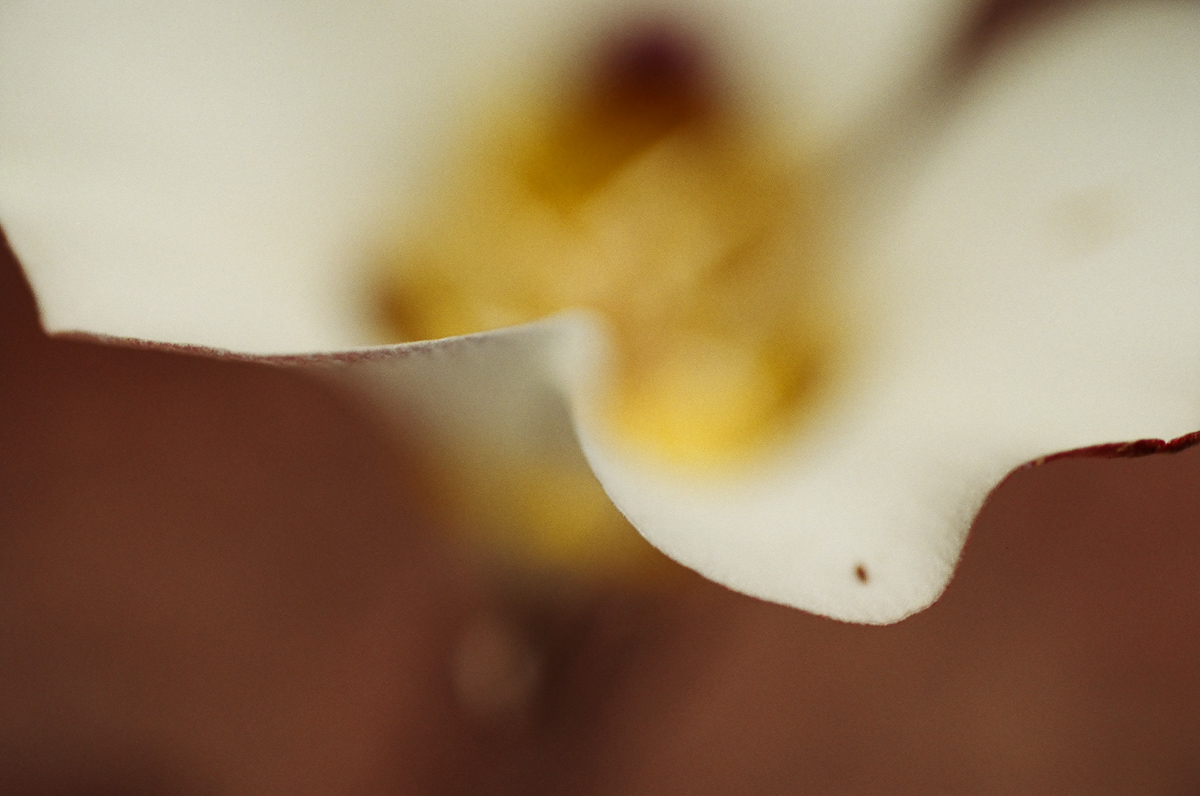 Flowers with the macro lens.