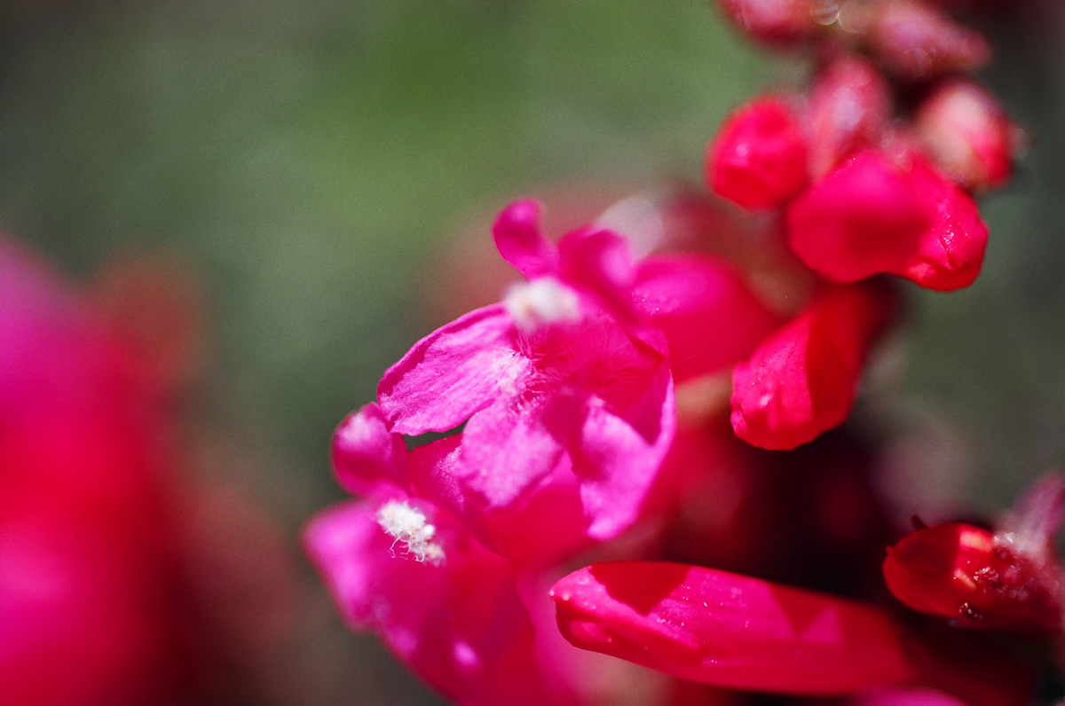Flowers with the macro lens.