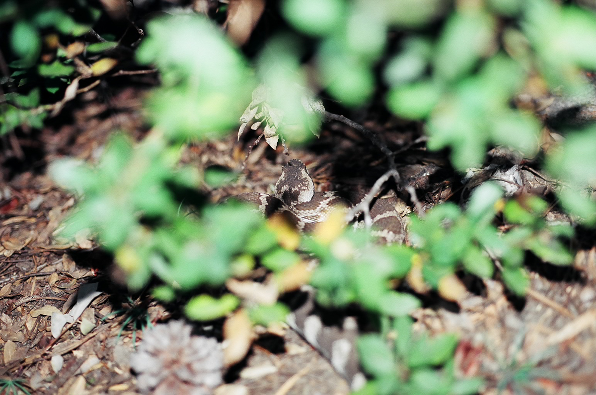 Rattle snake. Macro lens not used for this shot.