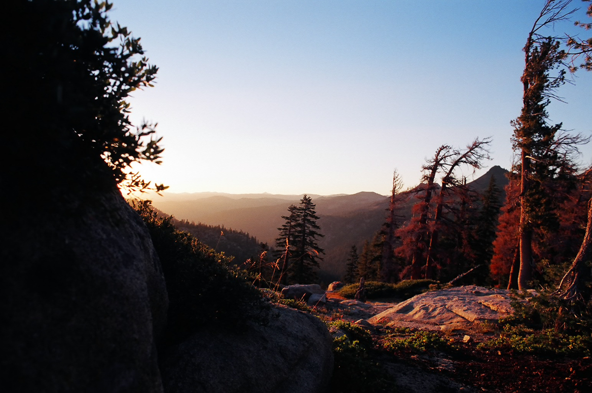 Some trees at sunset.