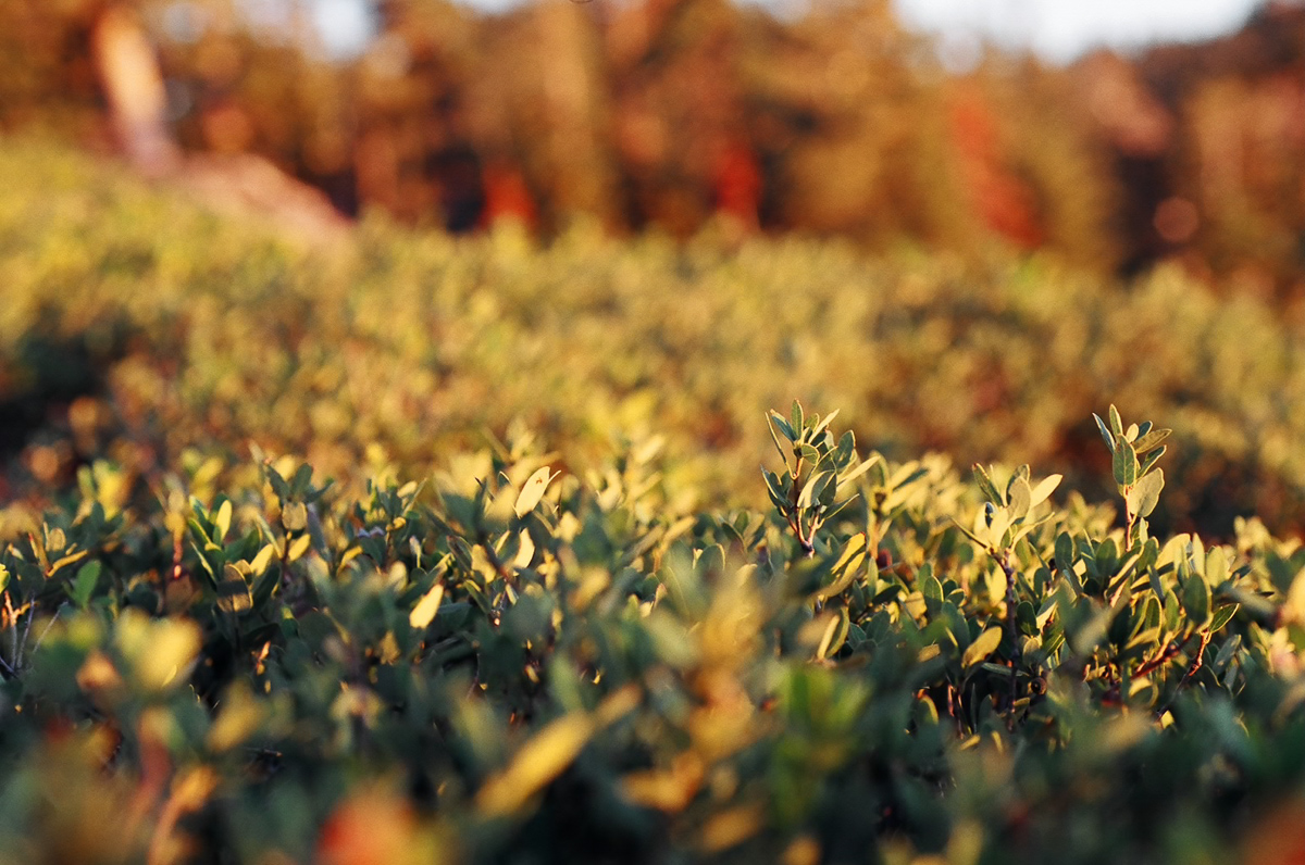 Some bushes at sunset.