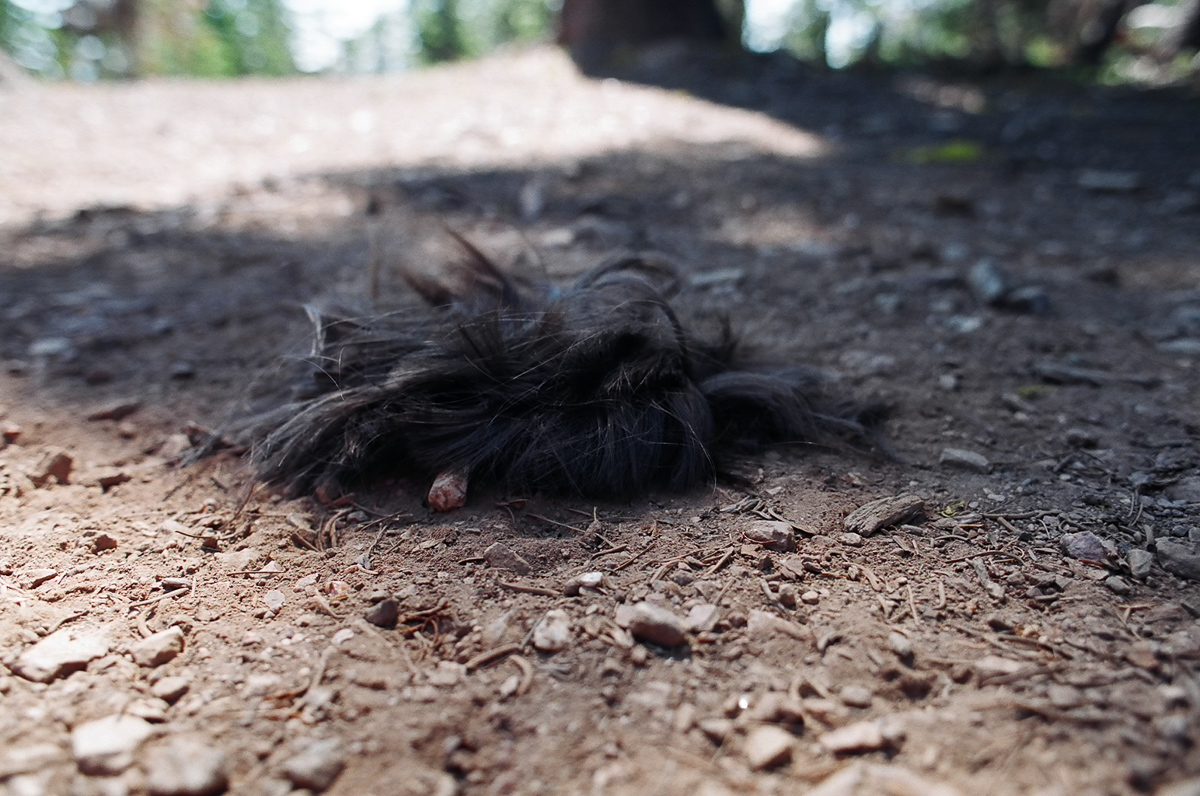 Pile of hair that was cut off.