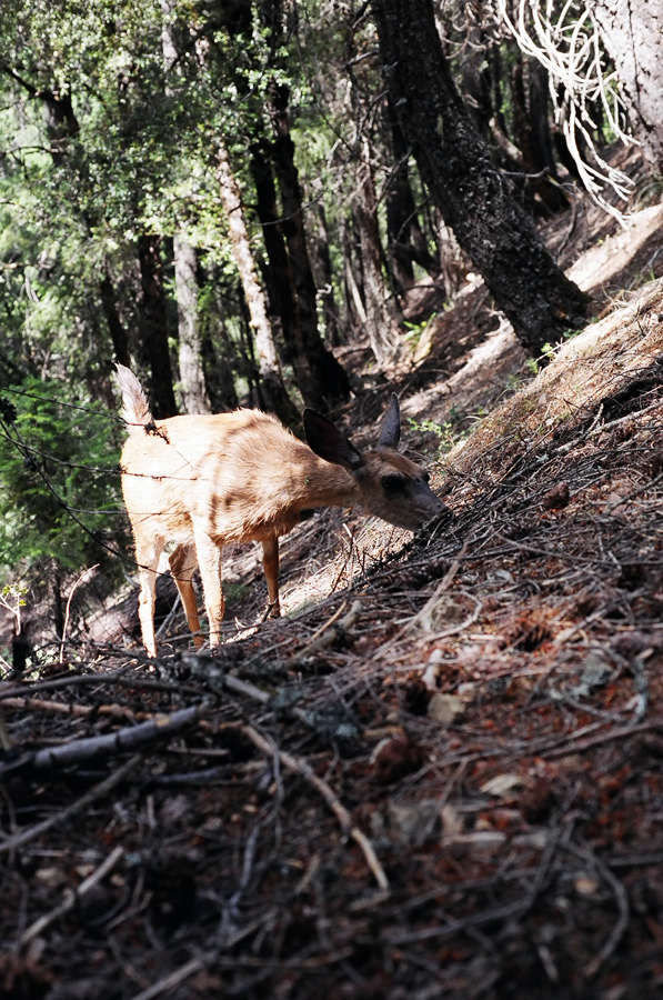 A deer got realy close to me.