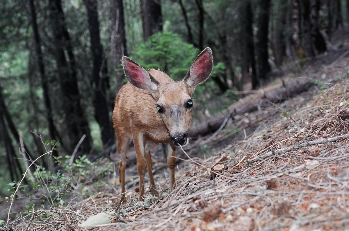 Then is started liking where I just peed...