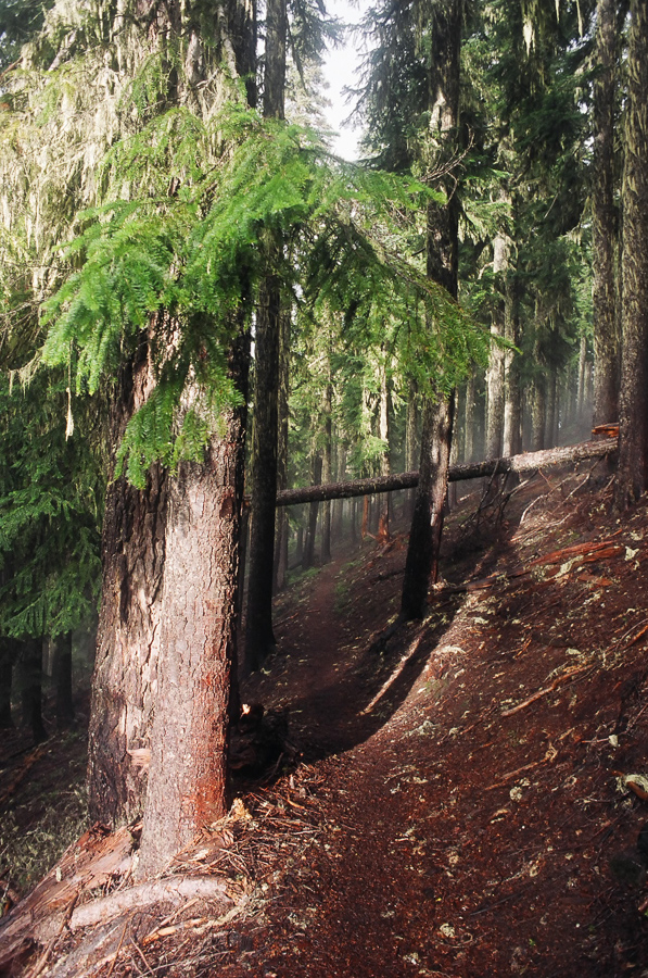 The trail is much more forested than in California.