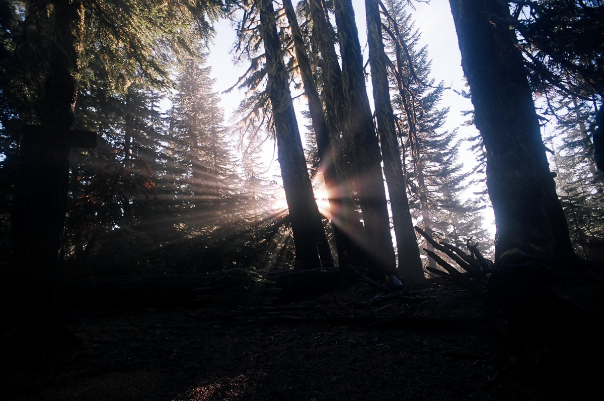 Sunrise thourgh the trees.