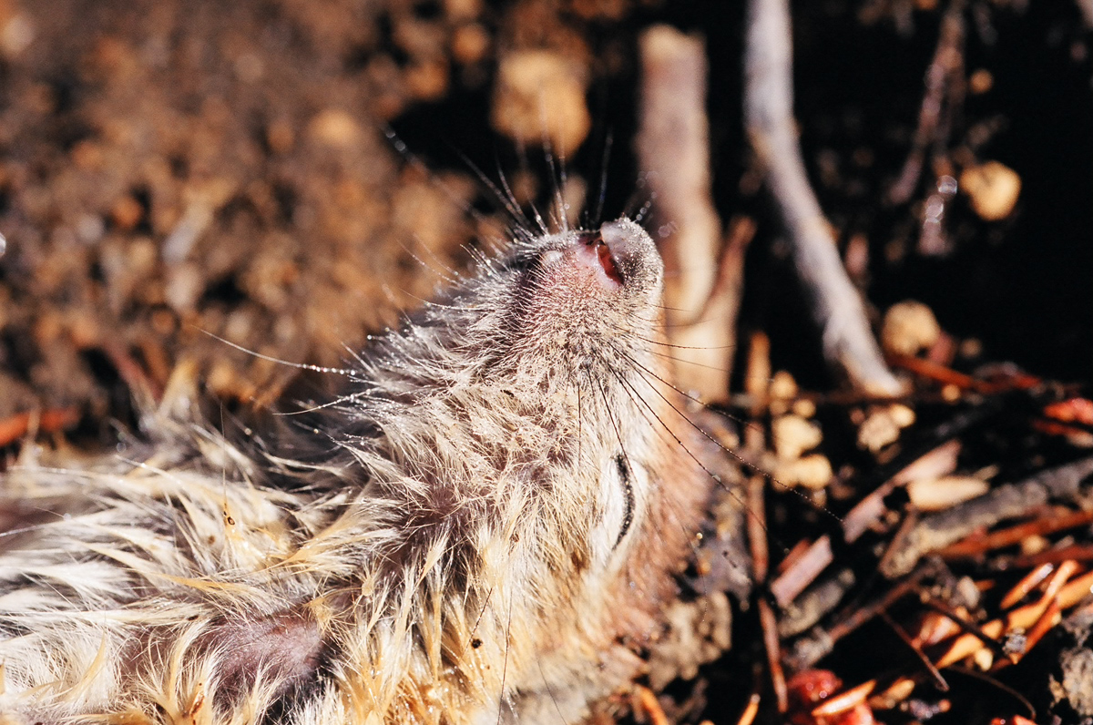 dead rodent with mourning dew.