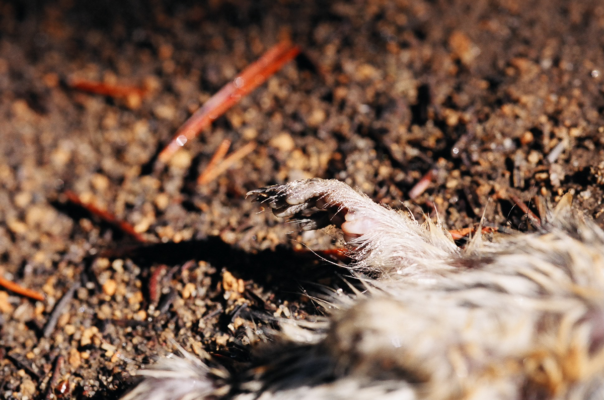 dead rodent with mourning dew.