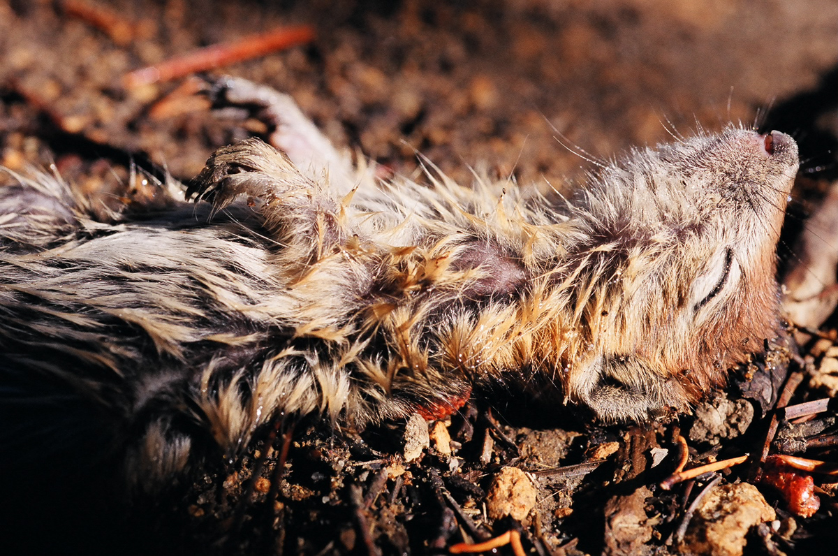 dead rodent with mourning dew.