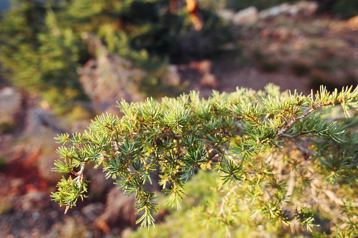 Some Oregon tree branch at sunset.