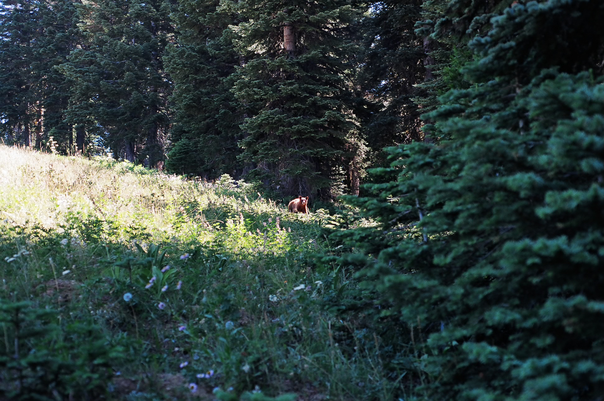 An edge of a meadow with a bear.