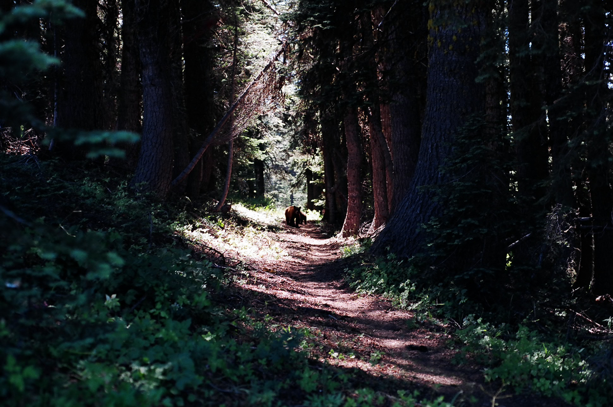 A trail with a bear.