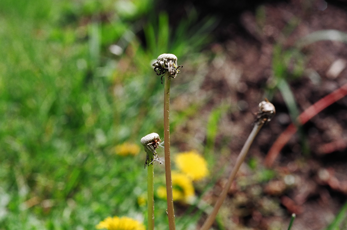 Took some macro photos in Bend on a rest day.