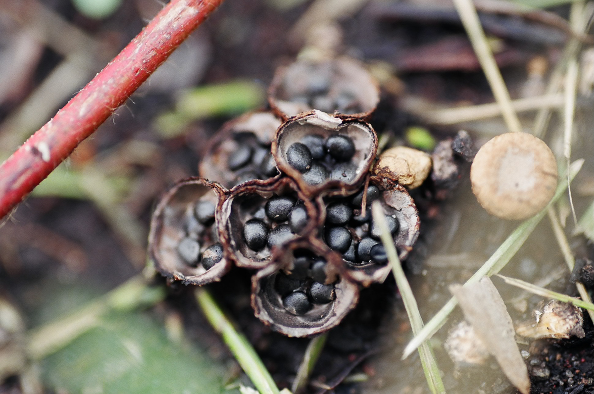 Took some macro photos in Bend on a rest day.