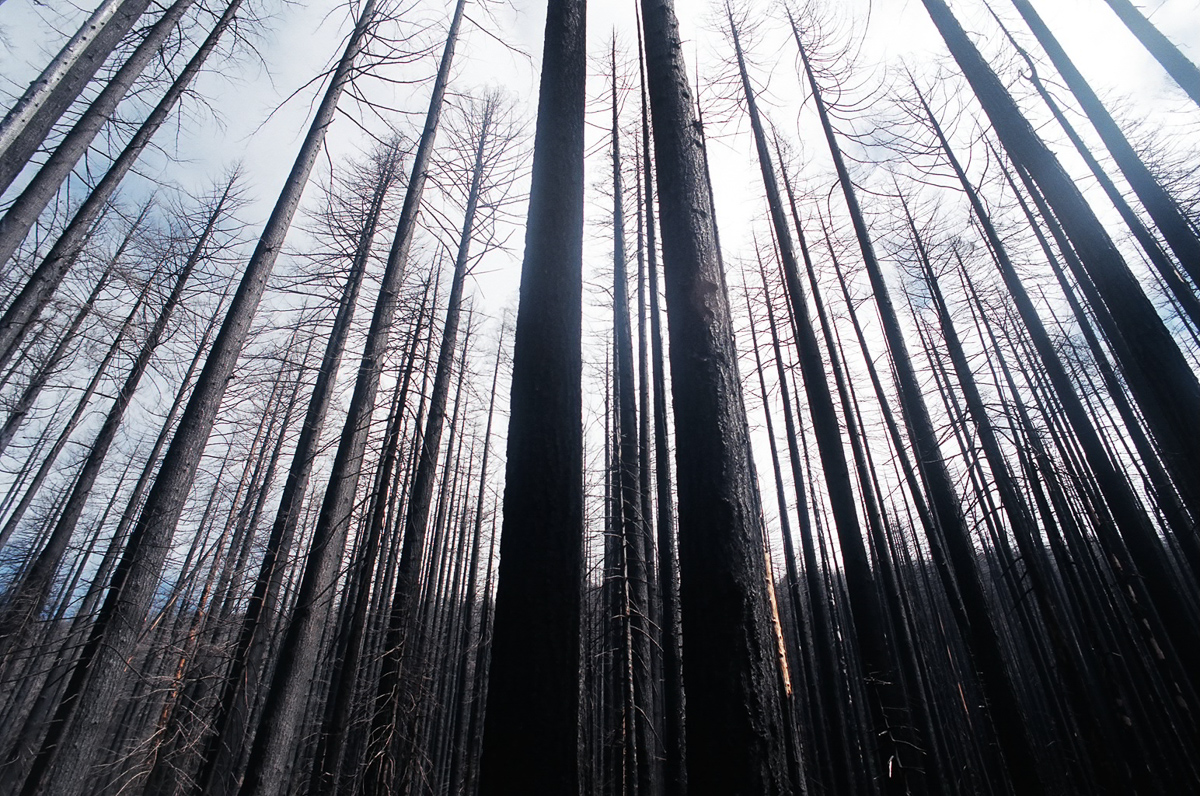 Burned out portion of the trail in Oregon.