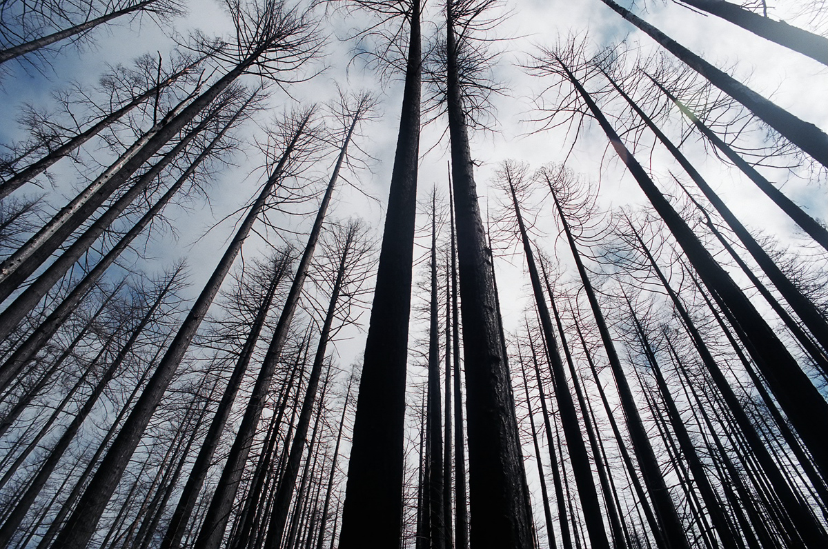 Burned out portion of the trail in Oregon.