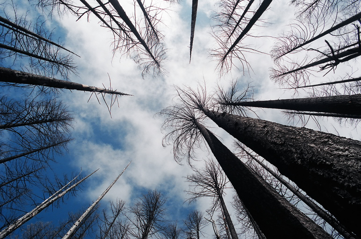 Burned out portion of the trail in Oregon.