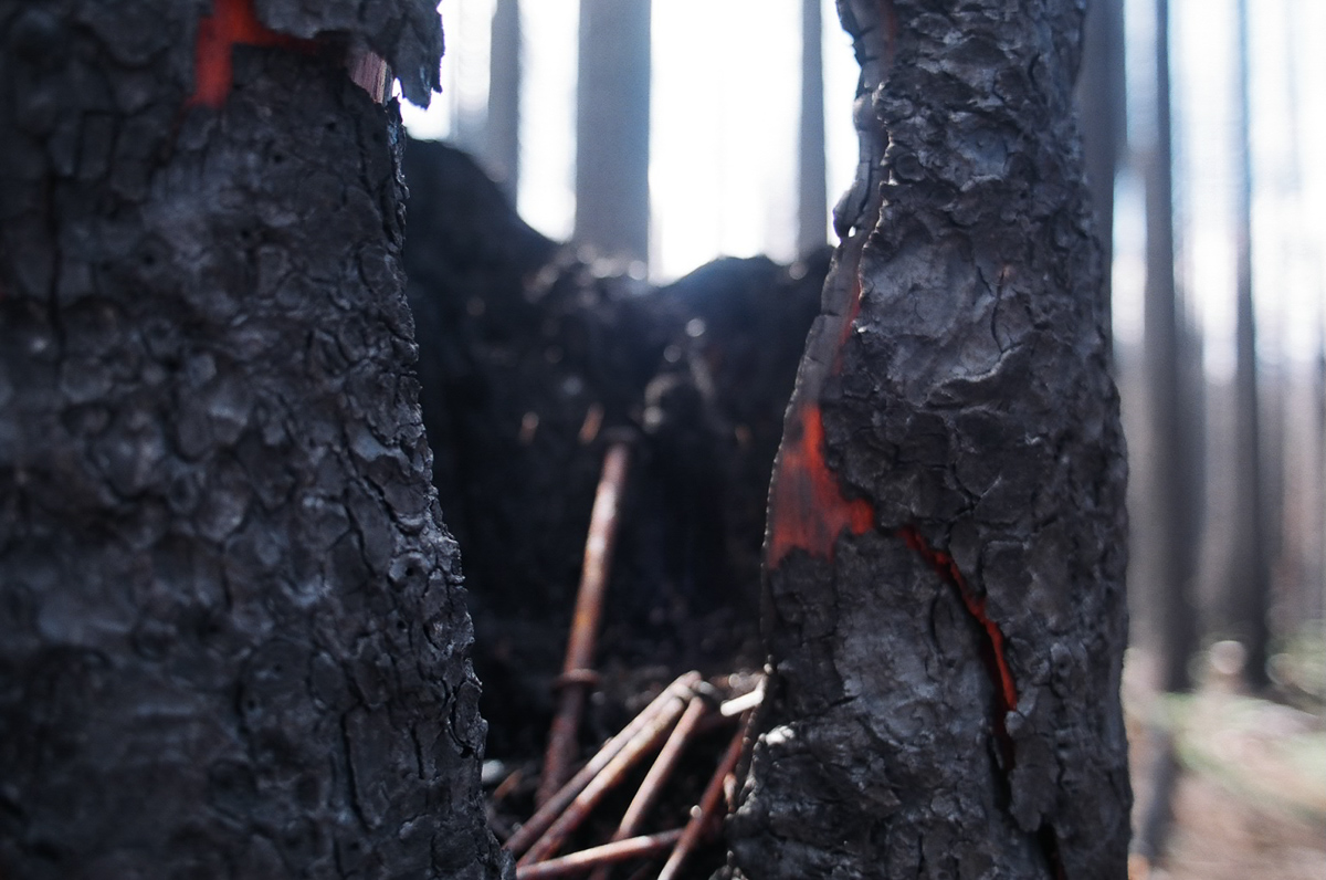 Nails in a burned out tree.