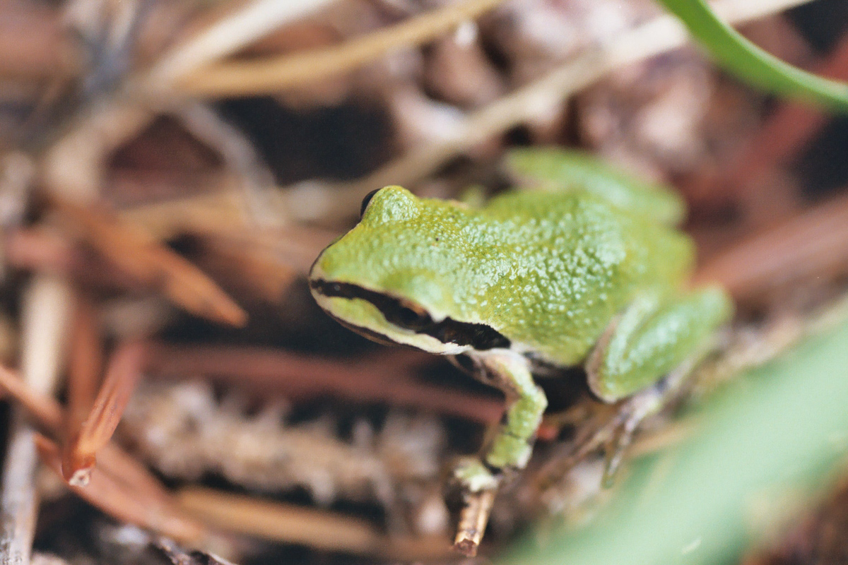 A small green frog.